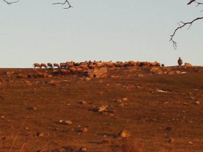 Sheeps on the brae in Sóskút