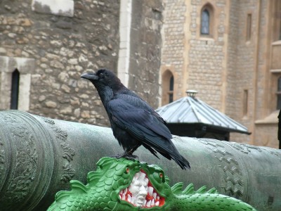 Raven in the Tower