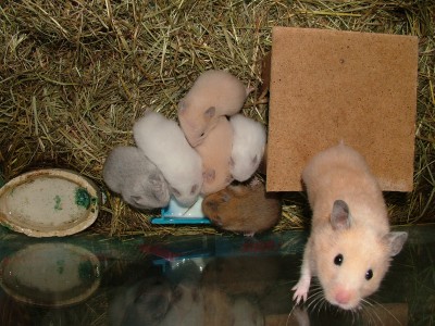 Hamster family